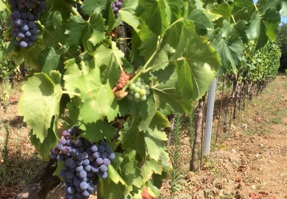 vineyard-visit-and-tasting